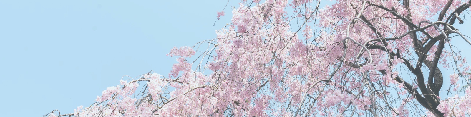 Close up of cherry blossom tree branches that are in full bloom with pink flowers.